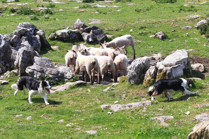 10-Day Ultimate Small-Group Tour of Ireland from Dublin - Inis Oírr and Galway’s west coast energy