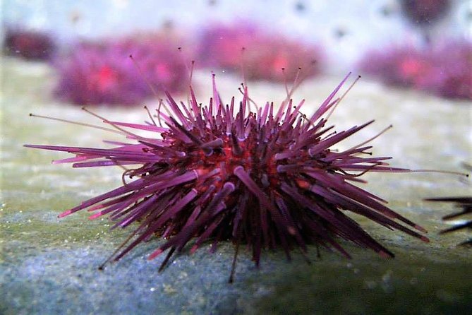 Abalone farm tour and tasting with coastal seaweed walk. Guided. 2 hours - Walking the Atlantic shore and learning what is edible