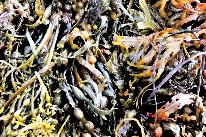 Abalone farm tour and tasting with coastal seaweed walk. Guided. 2 hours - The tasting: seaweed salads, abalone, and sea urchin roe
