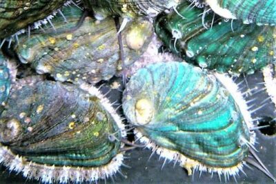 Abalone farm tour and tasting with coastal seaweed walk. Guided. 2 hours