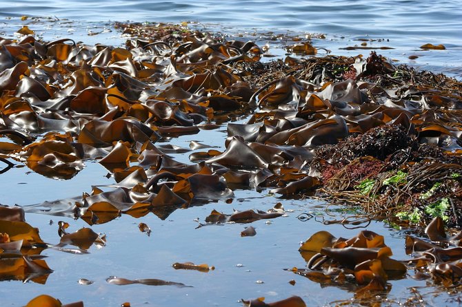 Abalone farm tour and tasting with coastal seaweed walk. Guided. 2 hours - Is $108.79 a fair price?