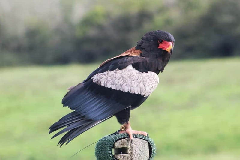 Ballyvaughan: Aillwee Burren Experience Entry Ticket - Who will enjoy Aillwee most