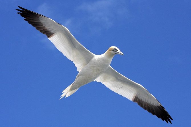 Blasket Island Eco Tour. - Beginis Island and the Second Seal Stop