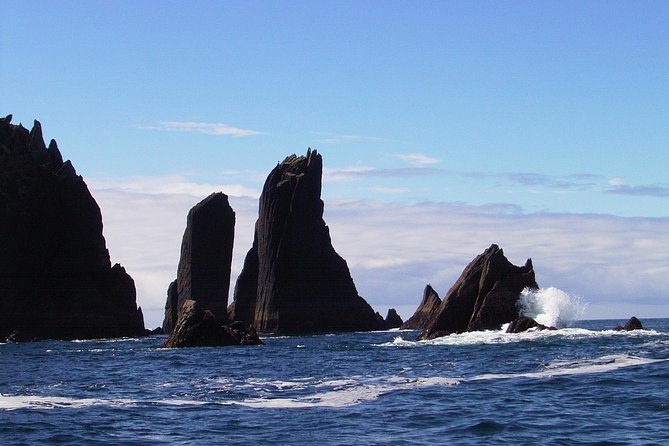 Blasket Island Eco Tour. - Dolphins, Puffins, Whales, and Basking Sharks