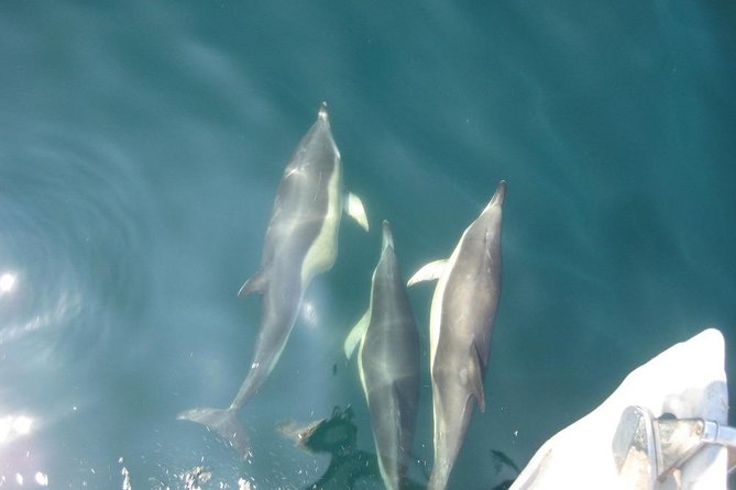 Blasket Island Eco Tour. - The Blasket Islands’ Island Society