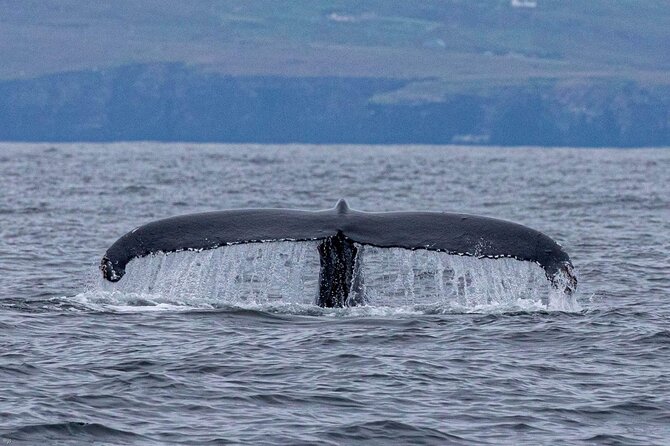Blasket Island Eco Tour. - What the Boat Ride Feels Like