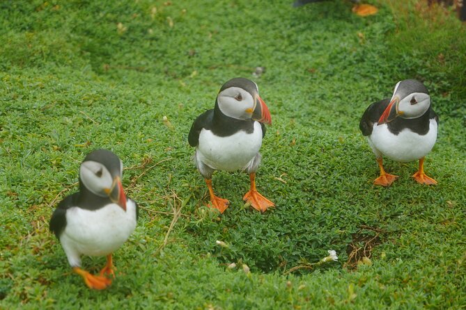Blasket Island Sea Life Rib Tour, - What the $116.14 price means