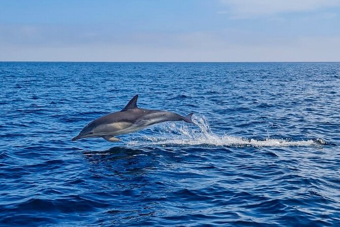 Blasket Island Sea Life Rib Tour, - Who will enjoy this tour most