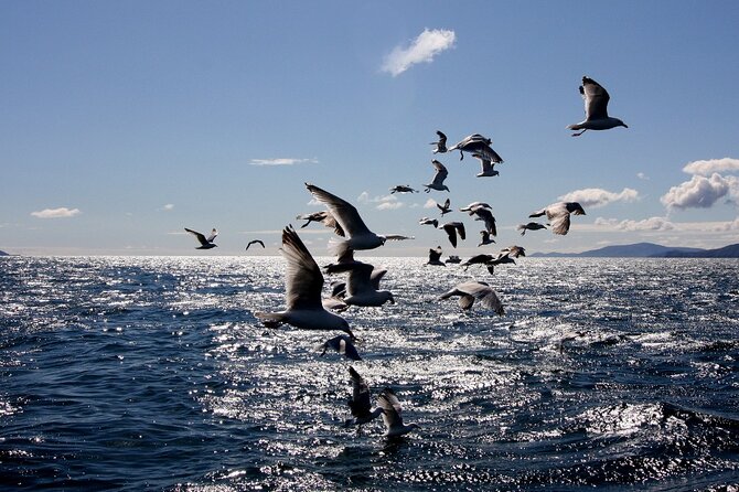 Boat Tour of Dingle Peninsula - Small Details That Improve the Experience