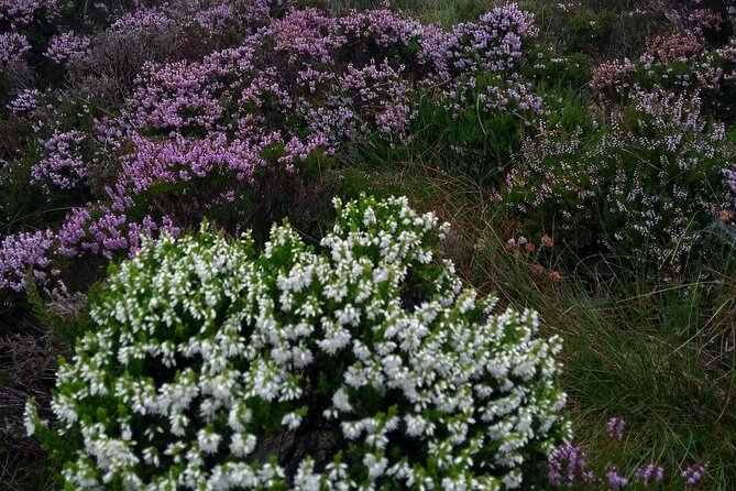 Bog Safari Hike - Starting at Ballyannon and finding your footing