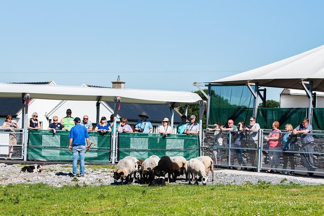 Caherconnell Fort & Sheepdog Demonstrations - Is the experience good for children?