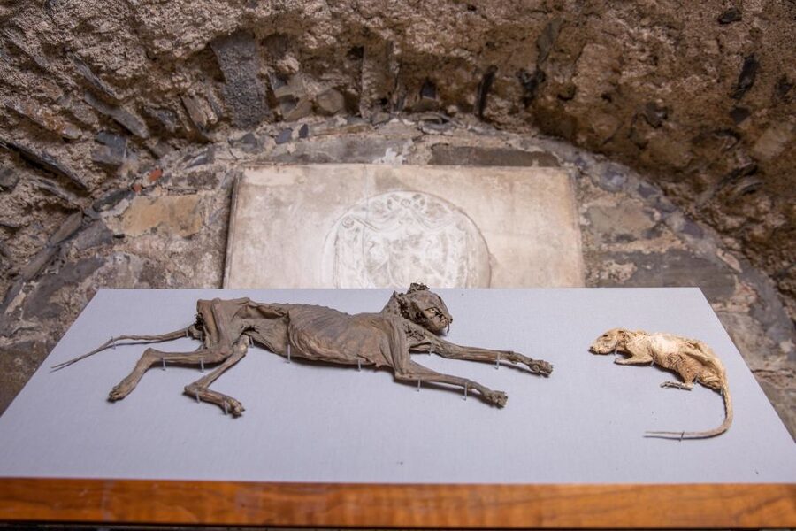 Christ Church Cathedral Entrance Ticket & Self-Guided Tour - Practical advice before you go