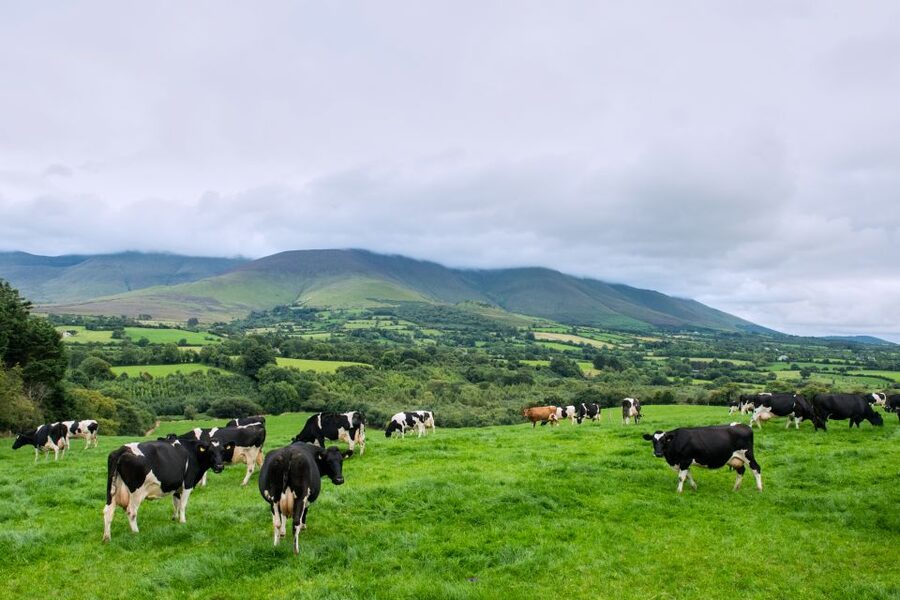Cliffs of Moher and Blarney 2-Day Tour from Dublin - Day one: Rock of Cashel and the road to Cork