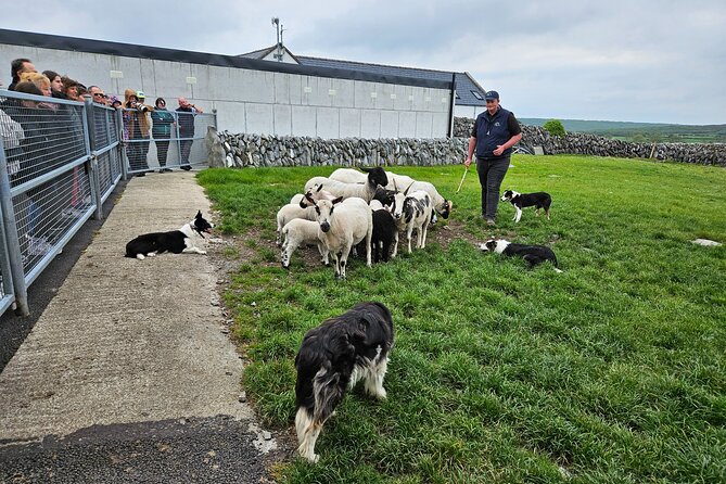 Cliffs of Moher from Dublin Full Day - Private Driver - Caherconnell and the sheepdog work