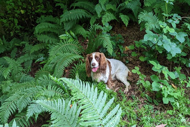 Coastal Foraging and Folklore Tour - Coastal myths, mystery, and old remedies