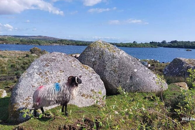 Connemara Sheep Farm experience & Kylemore Abbey by Lux Limousine - The sheep farm and a working Connemara day