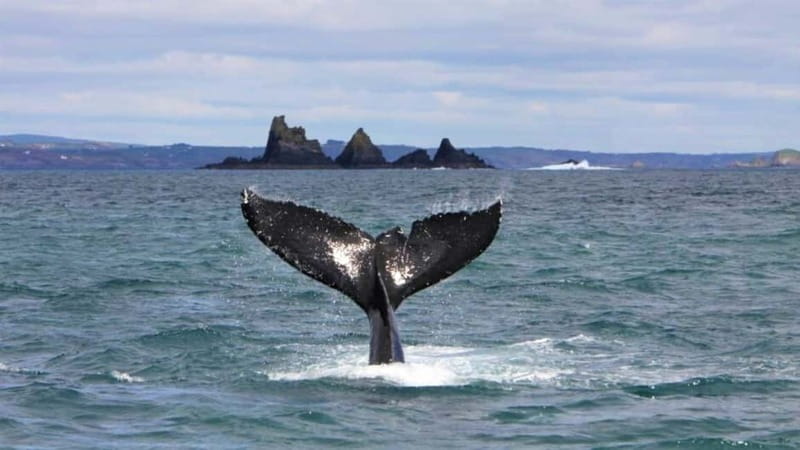 Cork: Fastnet Rock Lighthouse and Cape Clear Island Tour - Reaching Cape Clear across Roaring Water Bay