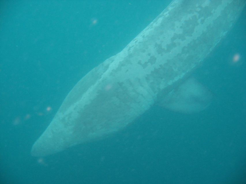 County Cork: Whale & Dolphin Watching Boat Trip - Key points to know before boarding