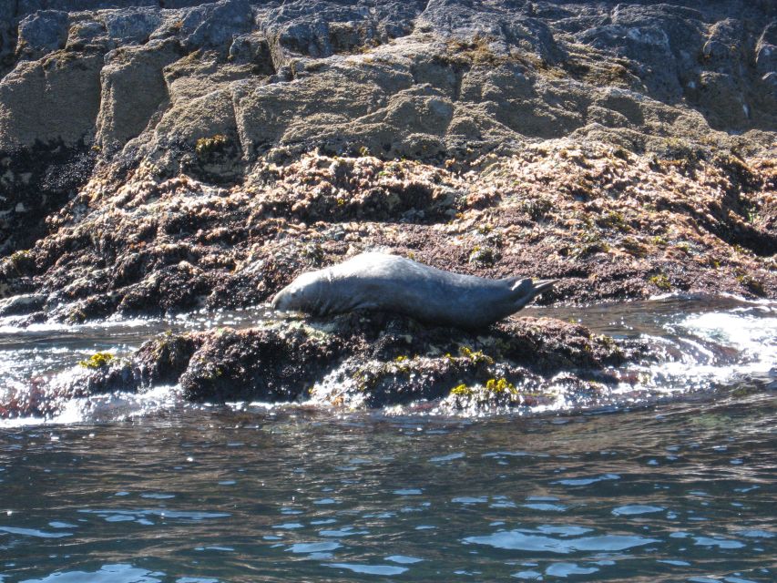 County Cork: Whale & Dolphin Watching Boat Trip - Practical tips for a better outing