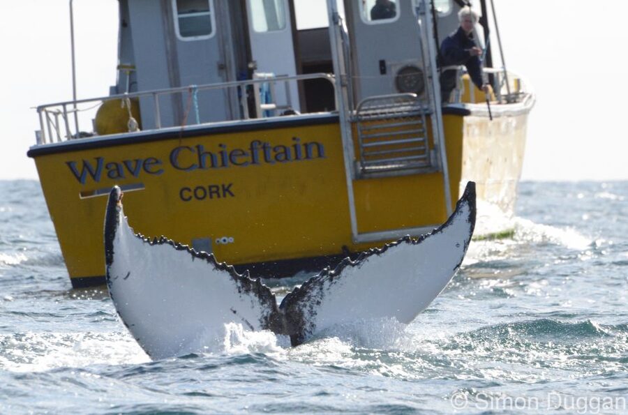 County Cork: Whale & Dolphin Watching Boat Trip - Finding whales, dolphins, and seals at sea
