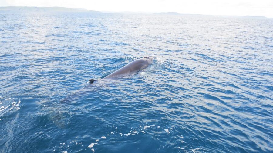 County Cork: Whale & Dolphin Watching Boat Trip - Comfort, weather, and the sea under your feet