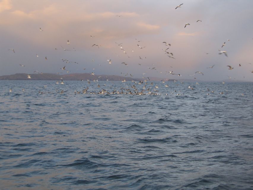 County Cork: Whale & Dolphin Watching Boat Trip - When weather changes the plan