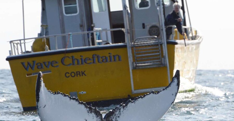 County Cork: Whale & Dolphin Watching Boat Trip - What the route gives you beyond wildlife