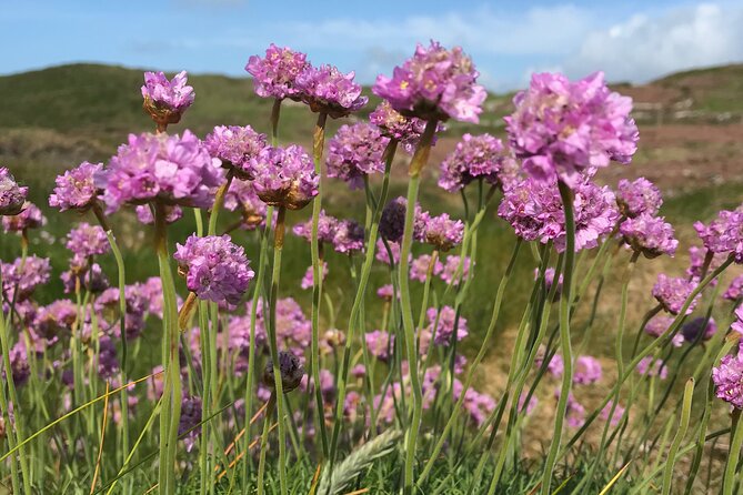 Dawn Pilgrimage and Swim in West Cork - Breakfast, berries, and stories by the water