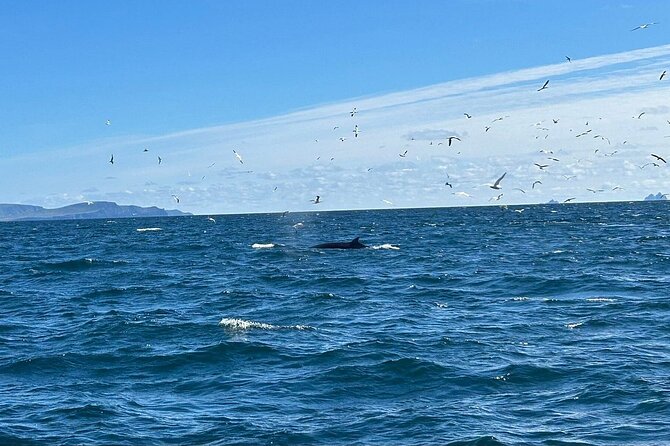 Dingle Boat Tours RIB Adventure Private - Why this Dingle boat trip is more than a quick speedboat ride