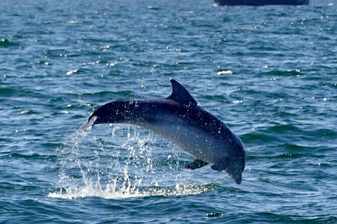 Dingle Boat Tours RIB Adventure Private - Around the Blasket Islands and Blasket Mor