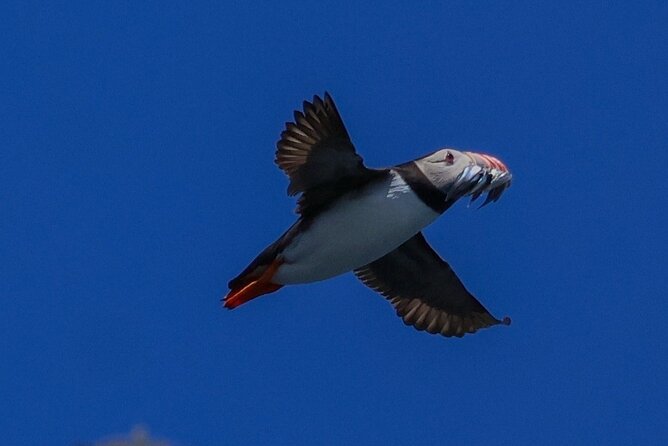 Dingle Boat Tours RIB Adventure Private - Wildlife watching without false promises