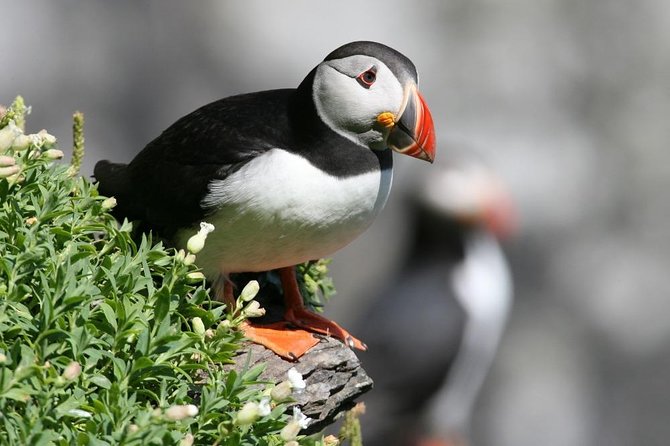 Dingle Boat Tours Wildlife RIB Adventure - The Blasket Islands from the water