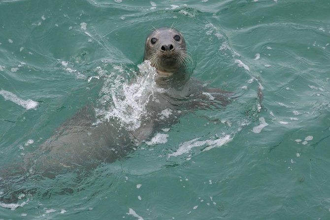 Dingle Boat Tours Wildlife RIB Adventure - What the guide adds to the ride