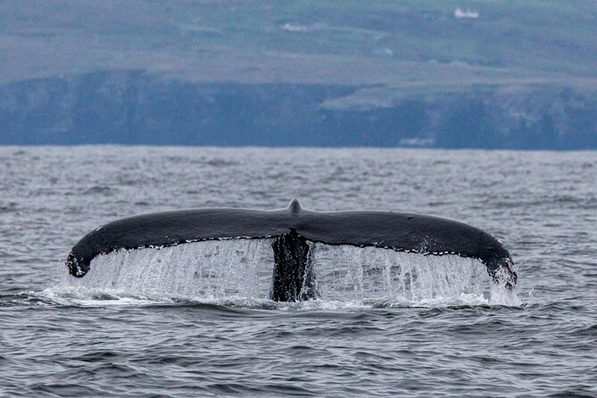 Dingle Boat Tours Wildlife RIB Adventure - Who will enjoy this Dingle boat tour most?
