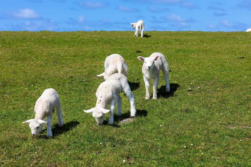Dingle Peninsula & Slea Head Drive: Tour from Killarney - Key points to know before booking