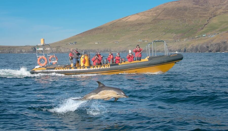 Dingle: Sea Safari by RIB Boat - Setting out from Dingle Harbour