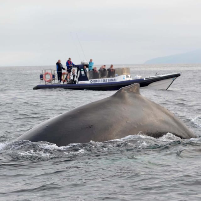 Dingle: Sea Safari by RIB Boat - Great Blasket Island from the water