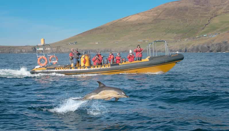 Dingle: Sea Safari by RIB Boat - The return to Dingle