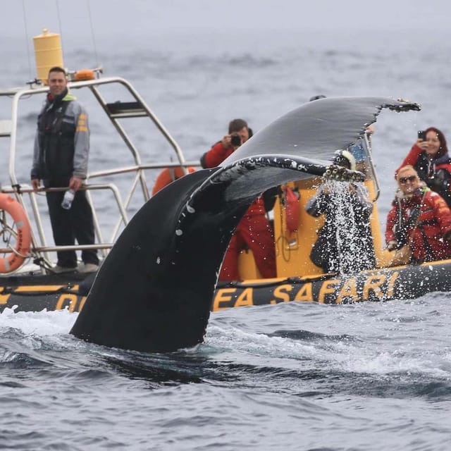 Dingle: Sea Safari by RIB Boat - Is the $125 price worth it?