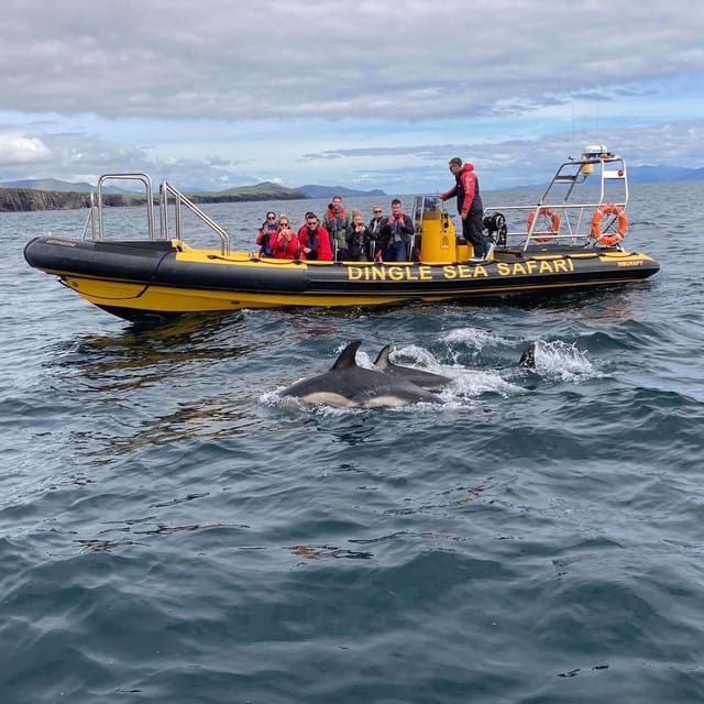Dingle: Sea Safari by RIB Boat - Who will enjoy this sea safari?