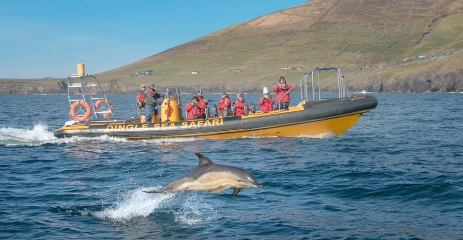 Dingle: Sea Safari by RIB Boat - Racing across Dingle Bay