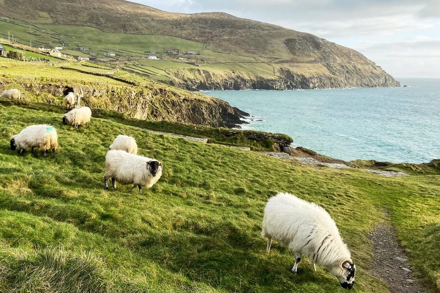 Dingle: Slea Head Photo And Sightseeing Tour - What the photography tuition is really worth