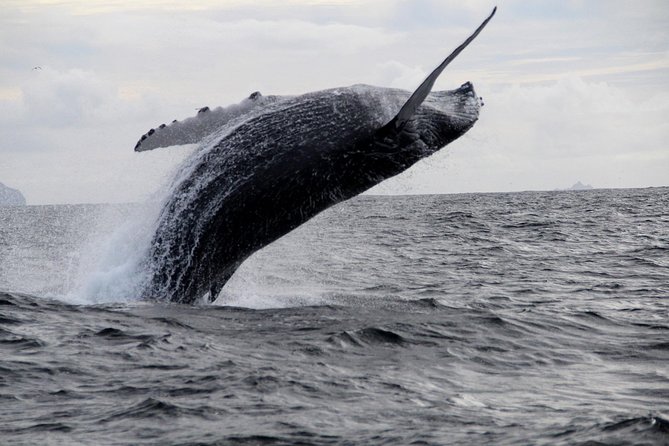 Dolphin and Whale Watching Tour from Dingle - Dunbeg Fort from the water