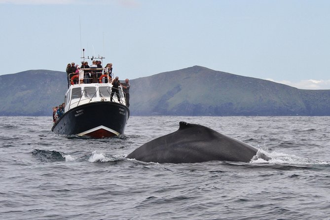 Dolphin and Whale Watching Tour from Dingle - A look inside M.V. Blasket Princess