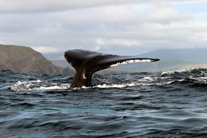 Dolphin & Whale Watching (4hrs) + Blasket Island Landing (3hrs) - Why this Blasket trip is more than a whale watch