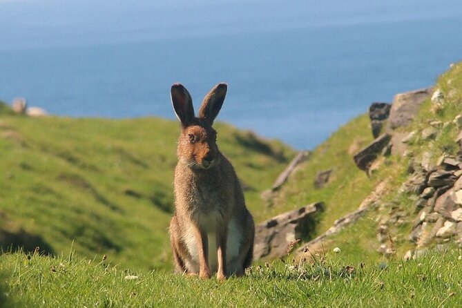 Dolphin & Whale Watching (4hrs) + Blasket Island Landing (3hrs) - Choosing your three hours on the island