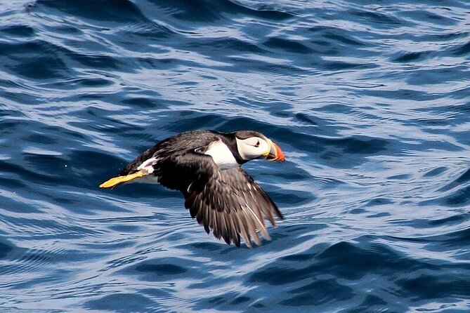 Dolphin & Whale Watching (4hrs) + Blasket Island Landing (3hrs) - The deserted village and the value of a guided visit