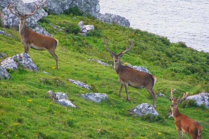 Dolphin & Whale Watching (4hrs) + Blasket Island Landing (3hrs) - Landing on Great Blasket Island around 11am