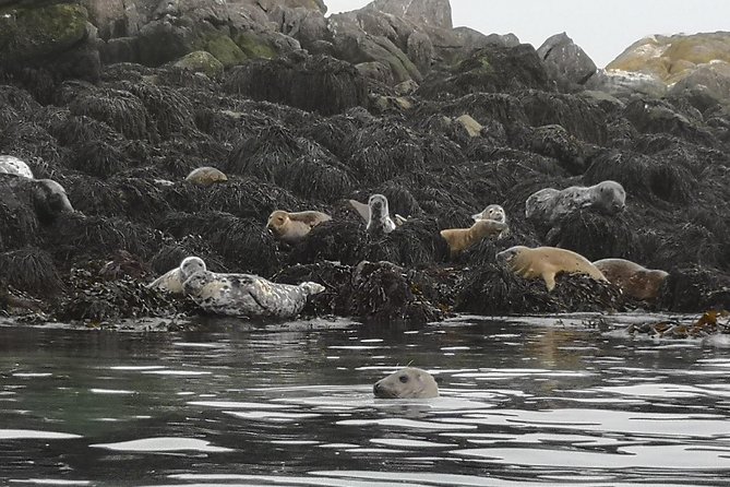 Dublin Bay Seal Kayaking Safari at Dalkey - Dalkey Island, ruins, and coastal stories