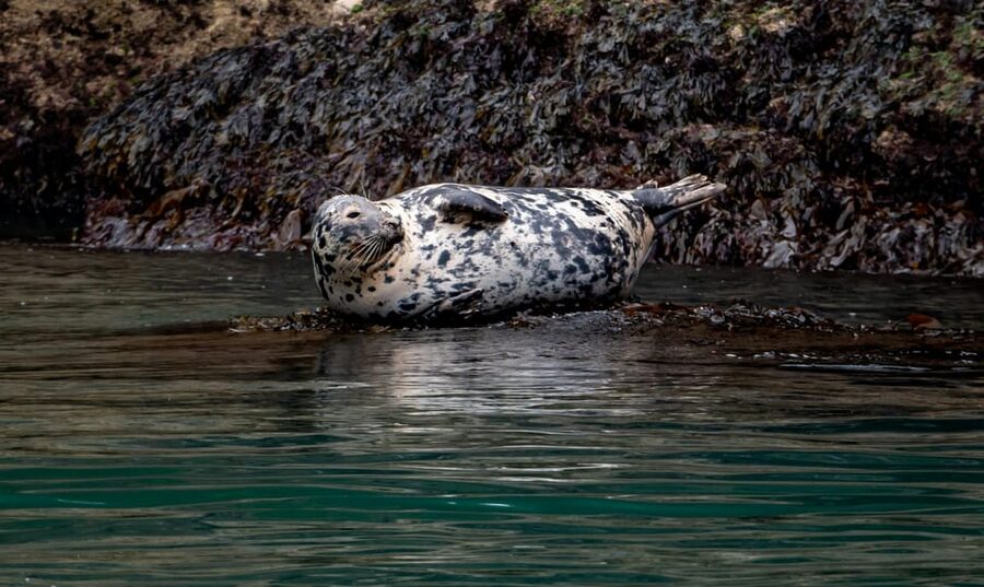 Dublin: History and Wildlife Boat Tour with Live Commentary - Why Dublin Bay Works So Well by Boat